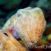 cuttlefish_reef_is_h_0705_png0953.jpg